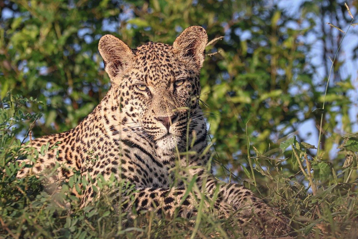 a04Coenraad Stapelberg-Ntsumi cub-090323-3.jpg A04Coenraad Stapelberg Ntsumi Cub 090323 3