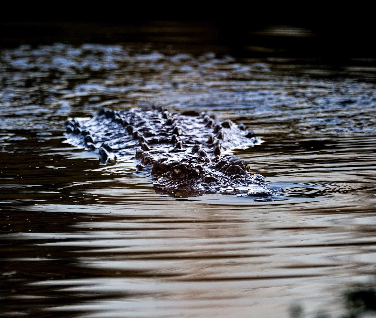 B03Coenraad Stapelberg Crocodile 120423 1 B03Coenraad Stapelberg Crocodile 120423 1
