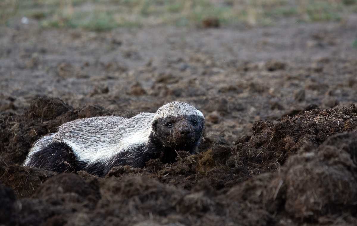 Coming across a Honey badger on game drive at Sabi Sabi is one of the best surprises on safari. Coming across a Honey badger on game drive at Sabi Sabi is one of the best surprises on safari.