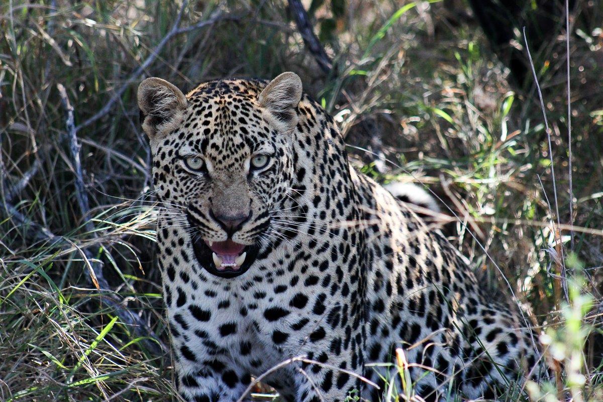 The Formidable male leopard, Makumu, lets guests at Sabi Sabi know he is here with a growl. The Formidable male leopard, Makumu, lets guests at Sabi Sabi know he is here with a growl.