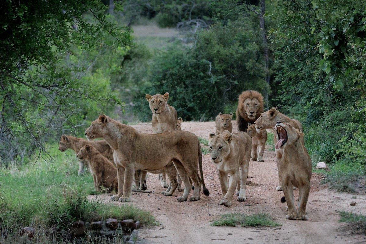 Members of the large Kambula pride are rarely seen, we were delighted to see the whole pride accompanied by the N'waswishaka male lions. 