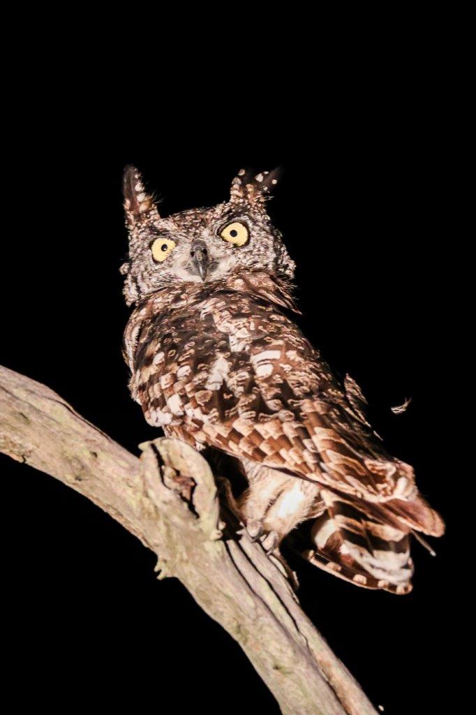 RuanMey Spotted Eagle Owl RuanMey Spotted Eagle Owl