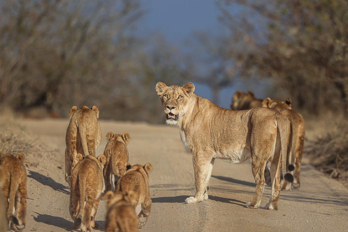Sabi Sabi Ronald Mutero Southern Pride Sabi Sabi Ronald Mutero Southern Pride