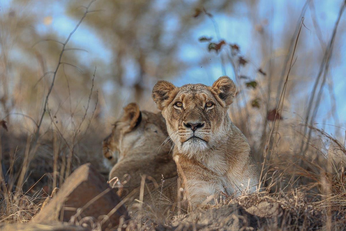 Sabi Sabi Ronald Mutero Southern Pride Lionness Sabi Sabi Ronald Mutero Southern Pride Lionness