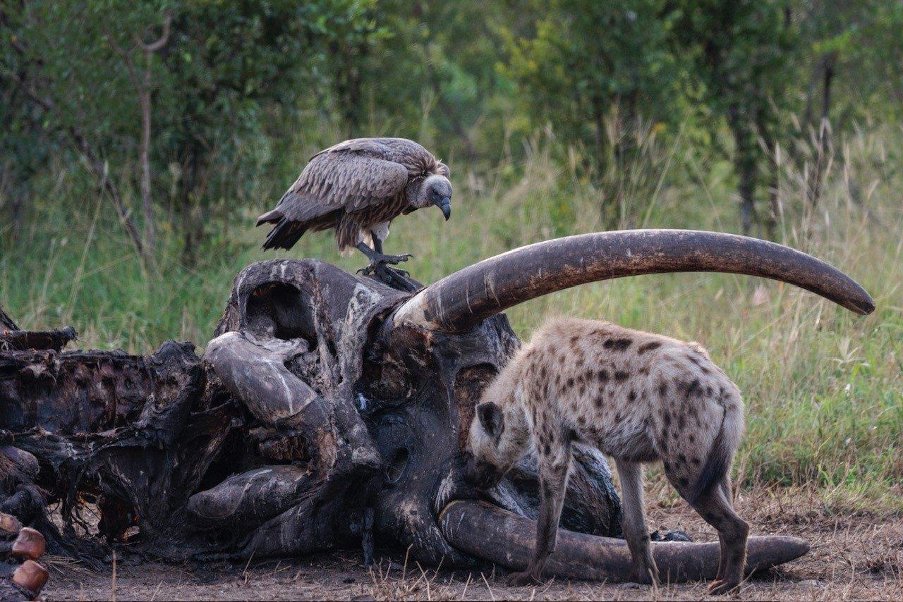 Vultures and hyenas work on cleaning up a recent elephant kill. Vultures and hyenas work on cleaning up a recent elephant kill.