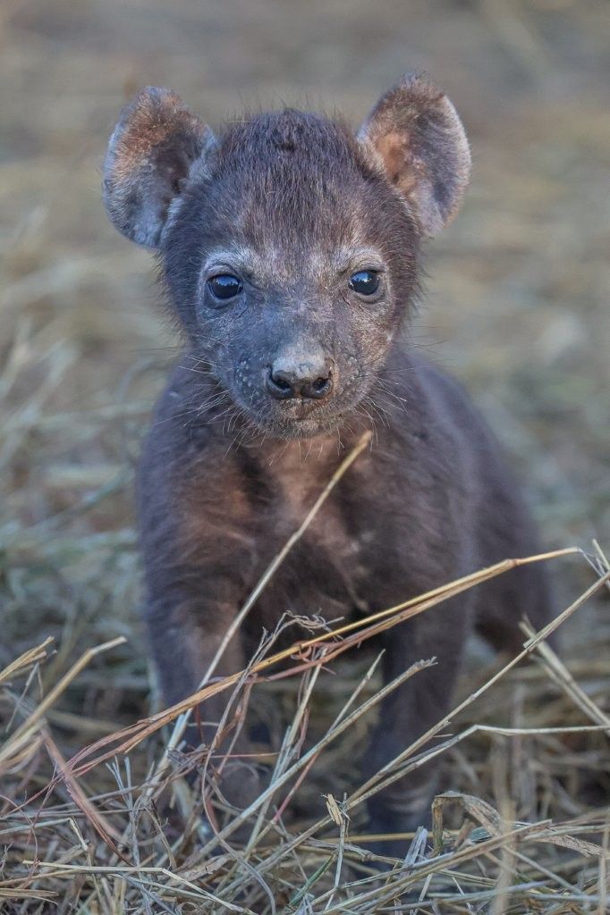 Sabi Sabi Ruan Mey Hyena Sabi Sabi Ruan Mey Hyena
