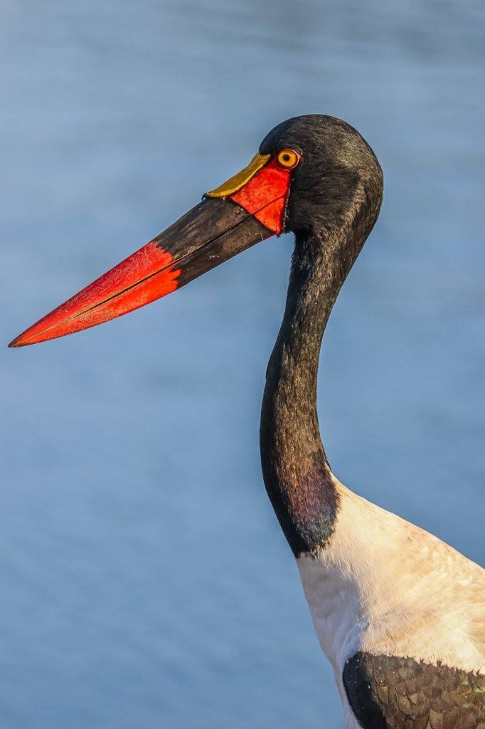 Sabi Sabi Ruan Mey Stork Sabi Sabi Ruan Mey Stork