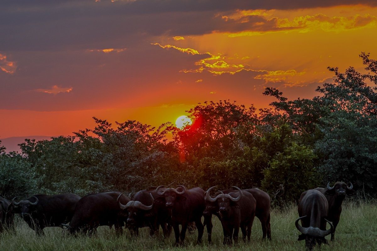 Sabi Sabi Ruan Mey Sunset Sabi Sabi Ruan Mey Sunset