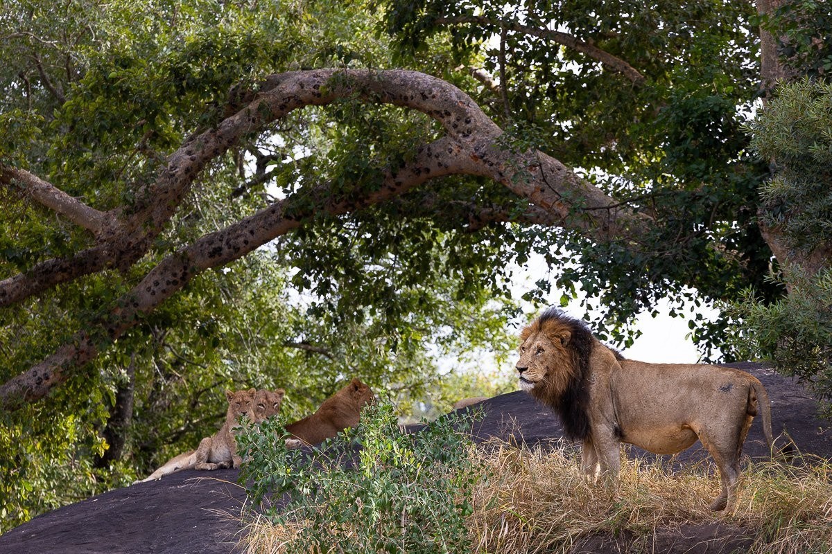 Sabi Sabi Jp Van Rooyen Gijima Male On Rocky Outcrop Sabi Sabi Jp Van Rooyen Gijima Male On Rocky Outcrop