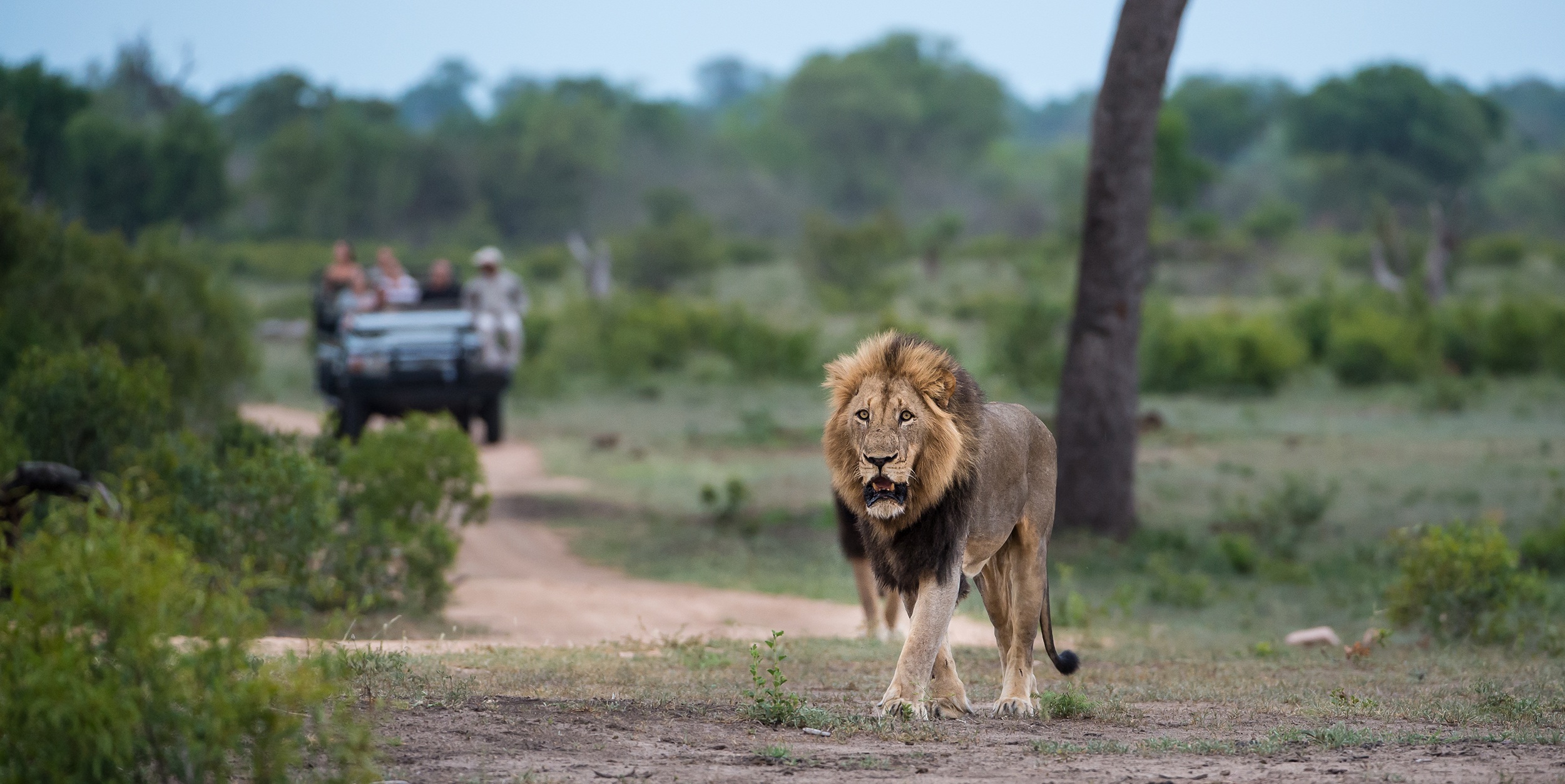Lion sighting during a game drive at Sabi Sabi. Lion sighting during a game drive at Sabi Sabi.