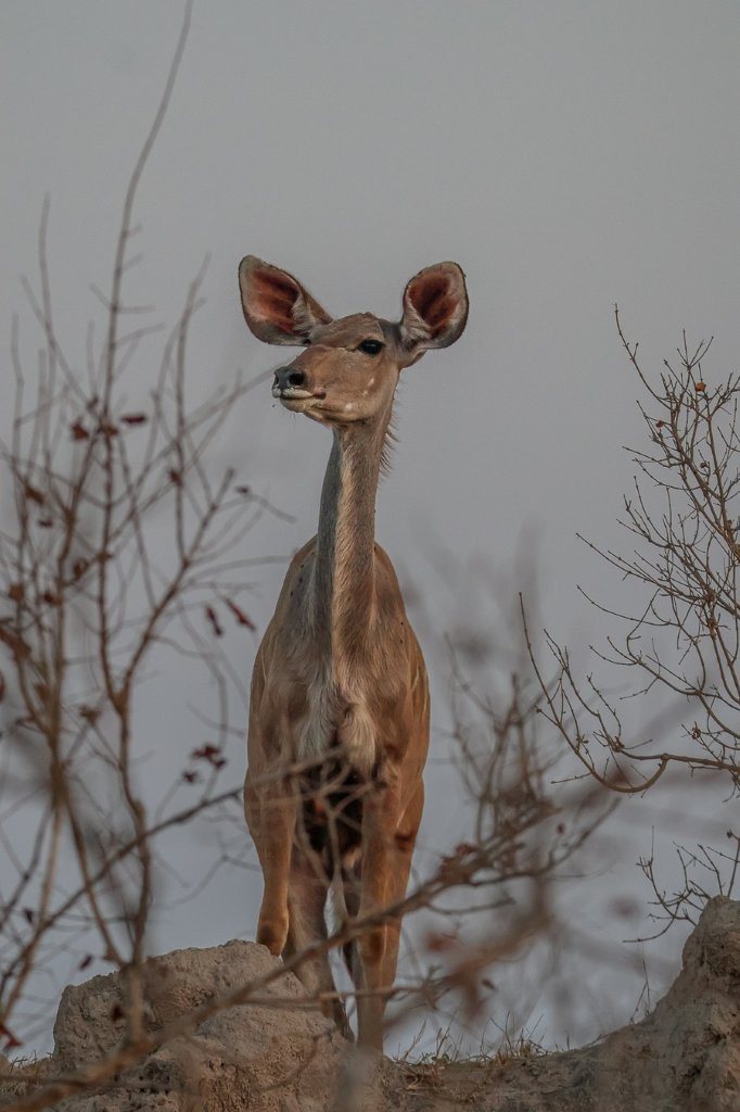 Sabi Sabi Ruan Mey Kudu Sabi Sabi Ruan Mey Kudu