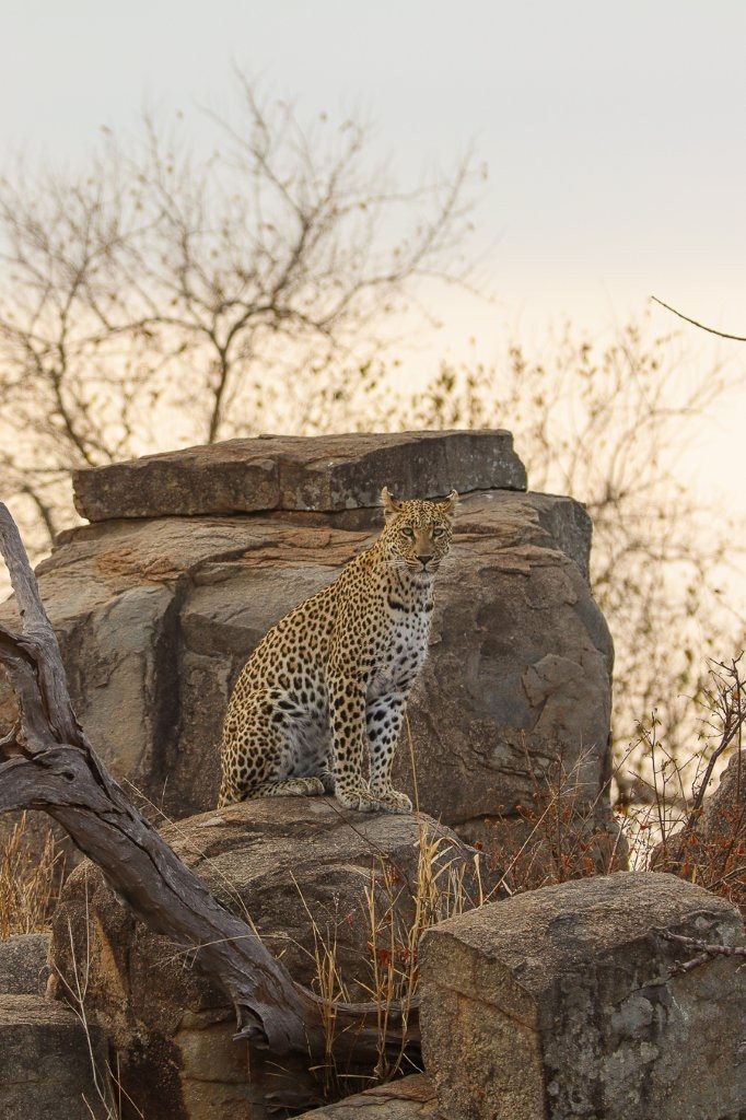 Sabi Sabi Jana Du Plessis Golonyi Sabi Sabi Jana Du Plessis Golonyi