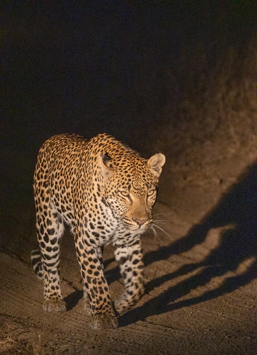Sabi Sabi Ronald Mutero Khulwana Leopard Sabi Sabi Ronald Mutero Khulwana Leopard