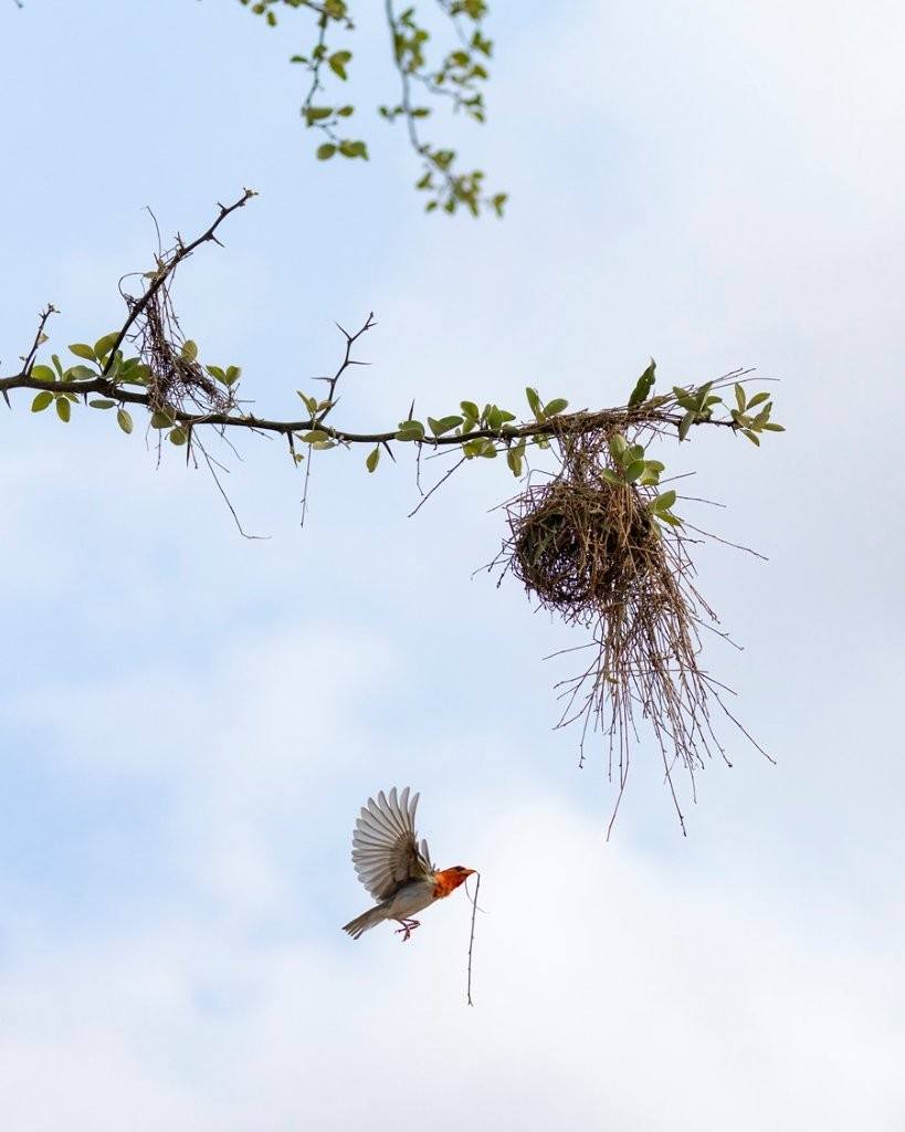 Sabi Sabi Benjamin Loon Red Headed Weaver Sabi Sabi Benjamin Loon Red Headed Weaver