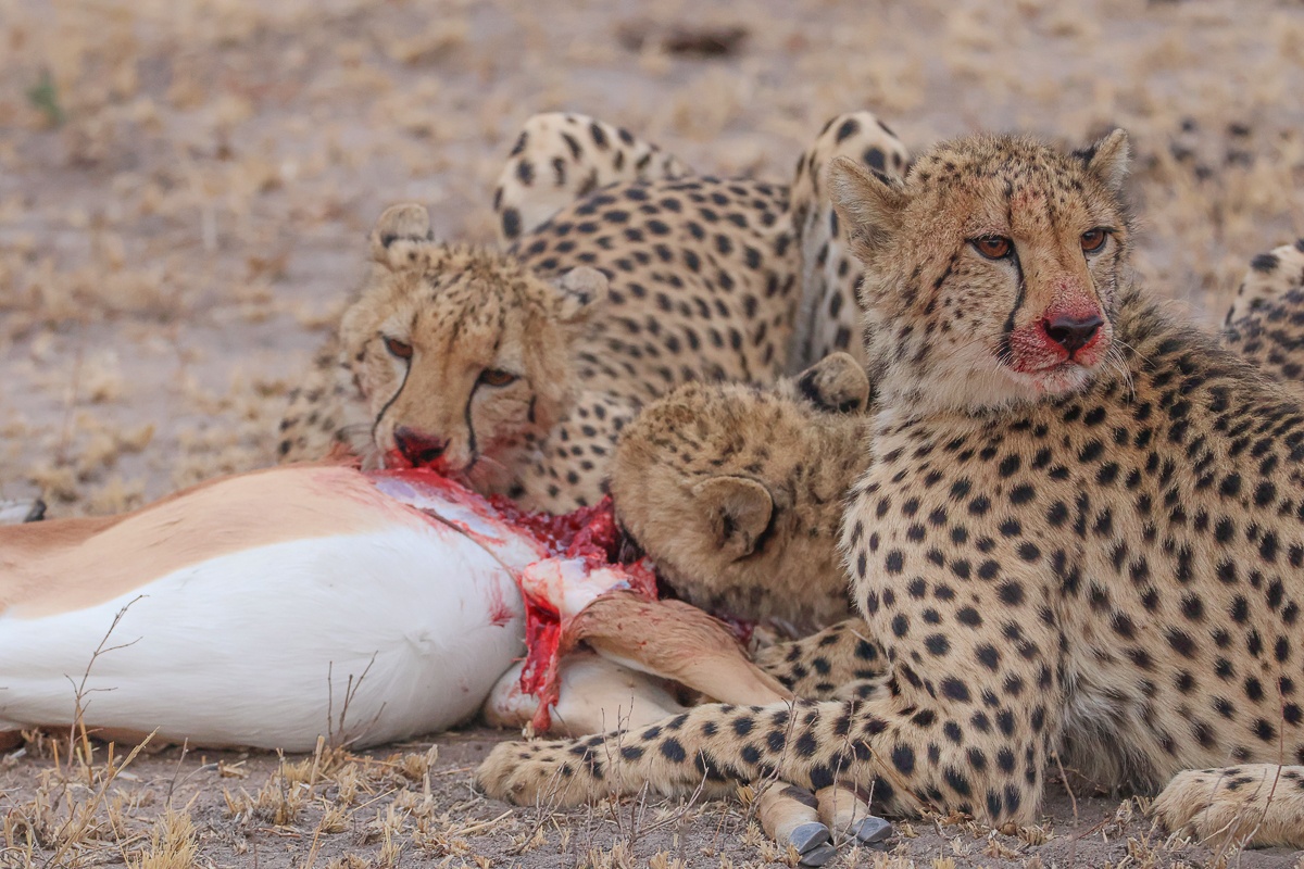 Sabi Sabi Ruan Mey Cheetahs On Kill