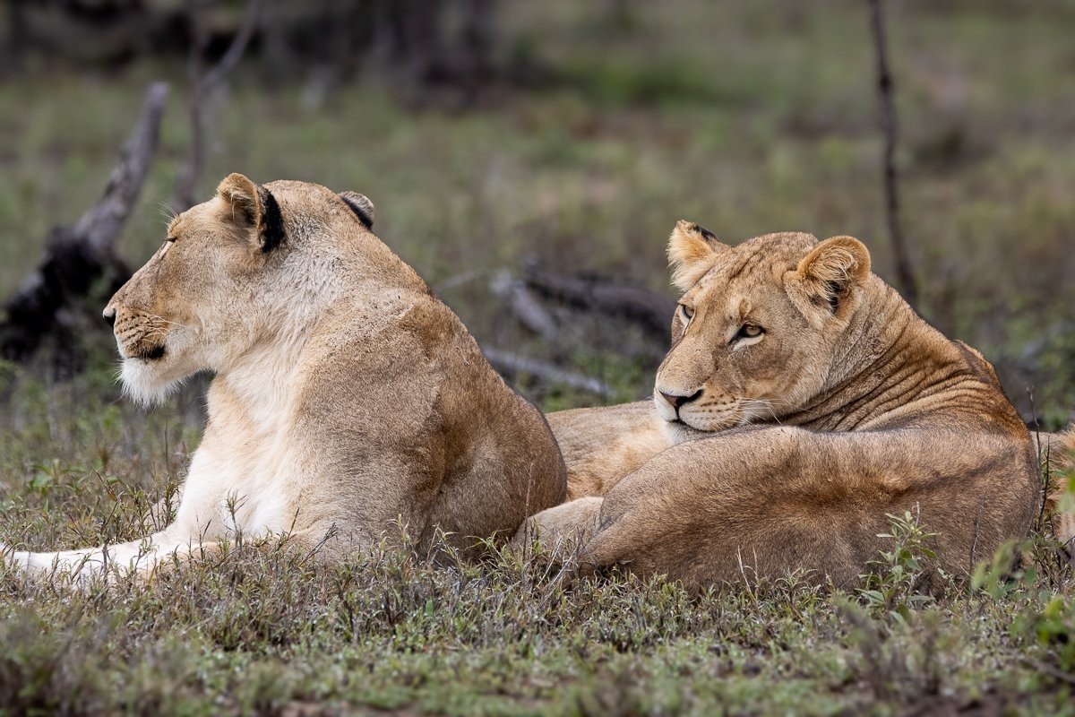 Sabi Sabi Ronald Mutero Msuthlu Lions