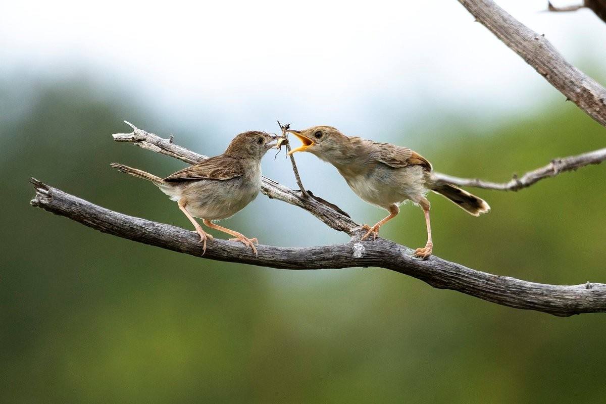 Sabi Sabi Benjamin Loon Cisticolas Feeding Chick