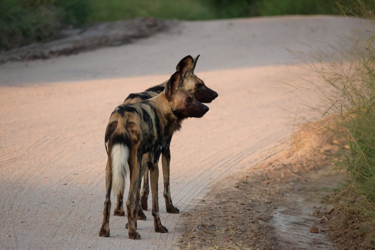 Sabi Sabi Jan Nel Hunting Wild Dogs