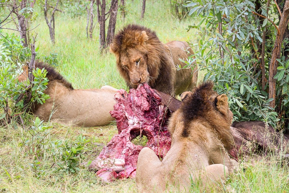 Lion feeding on a buffalo kill in the bush.