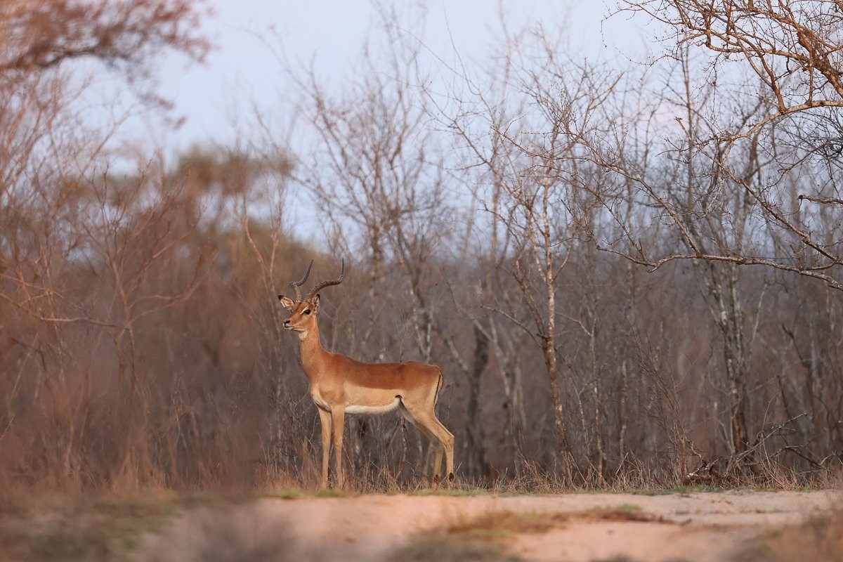 Exhausted impala ram during peak rutting season.