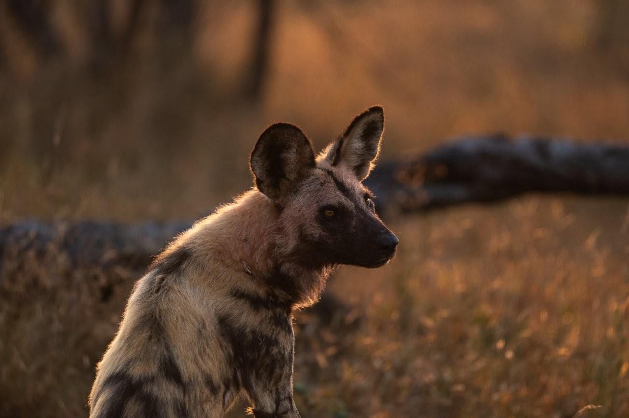 Three African wild dogs resting with full bellies after a successful hunt.