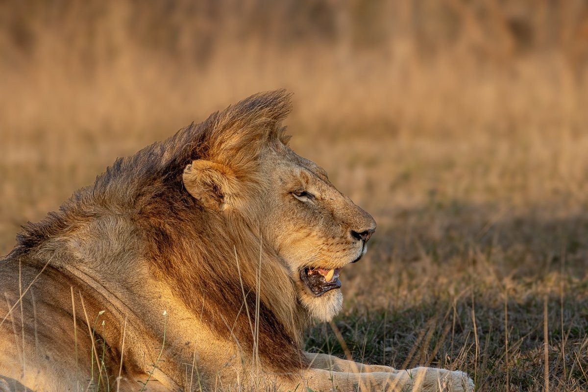 Sabi Sabi Ronald Mutero Lion Coalition And Msuthlu Pride Mating Behaviour