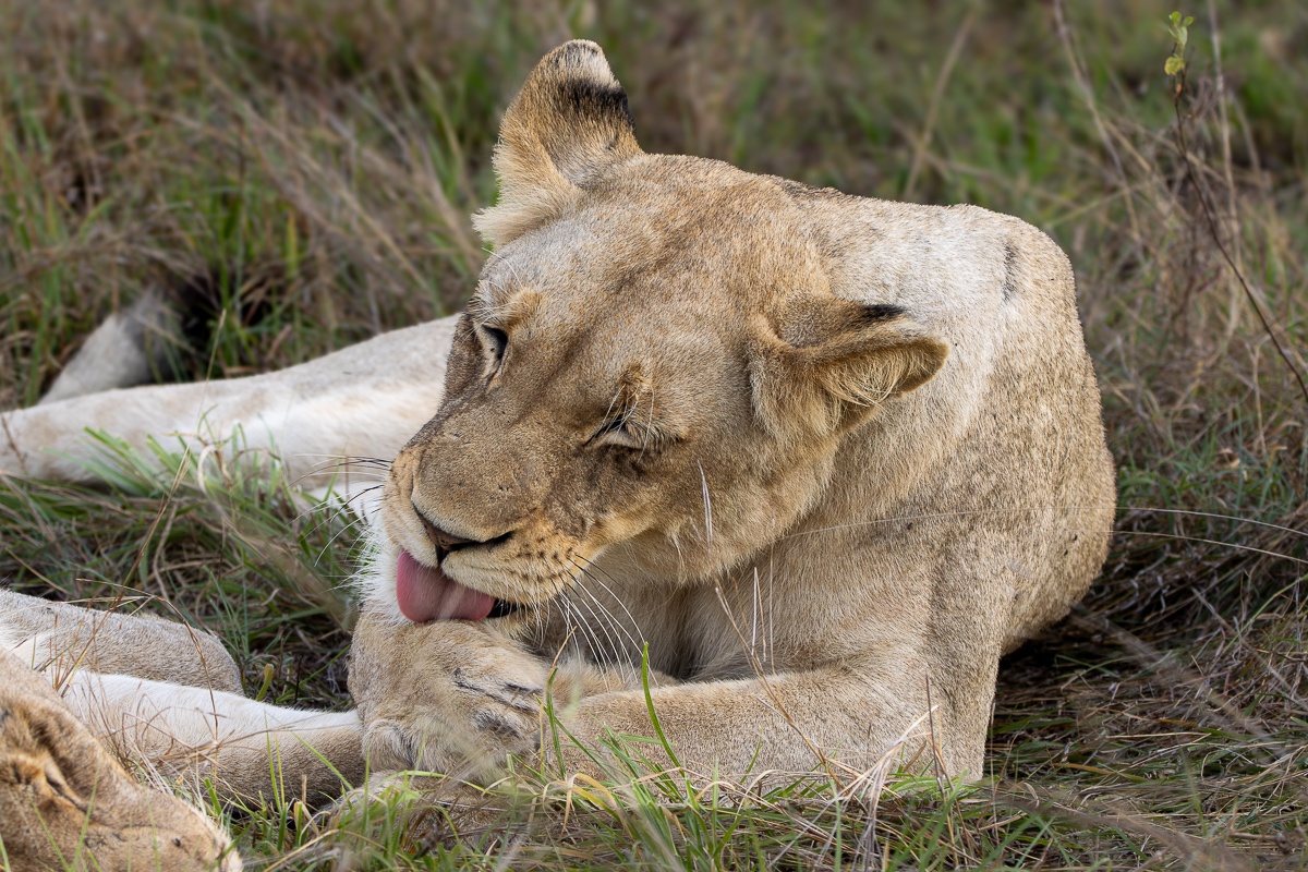 A Msuthlu Pride lioness captured grooming her paw while resting in the grassland