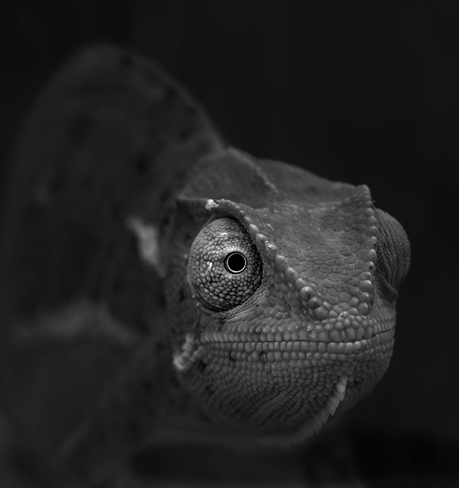 A grayscale portrait of a chameleon displaying the scales of its texture