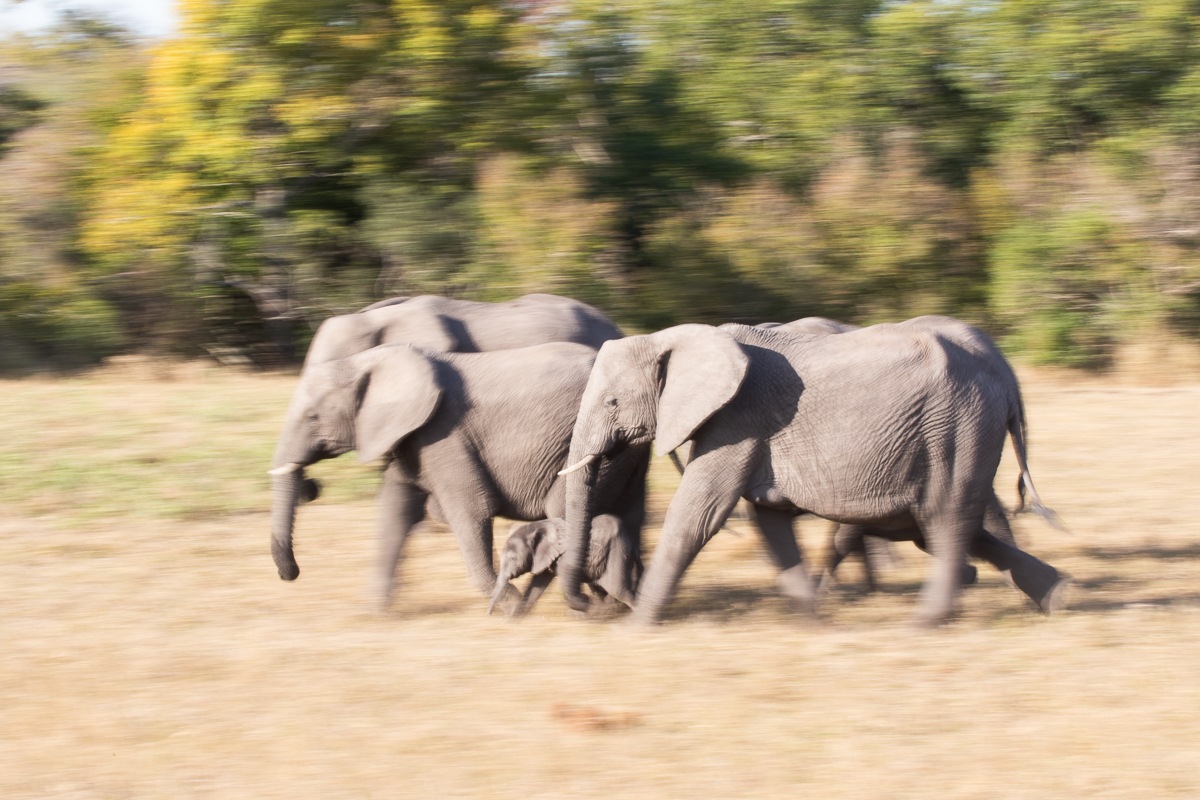 01Jason Street   Elephant   200822 .