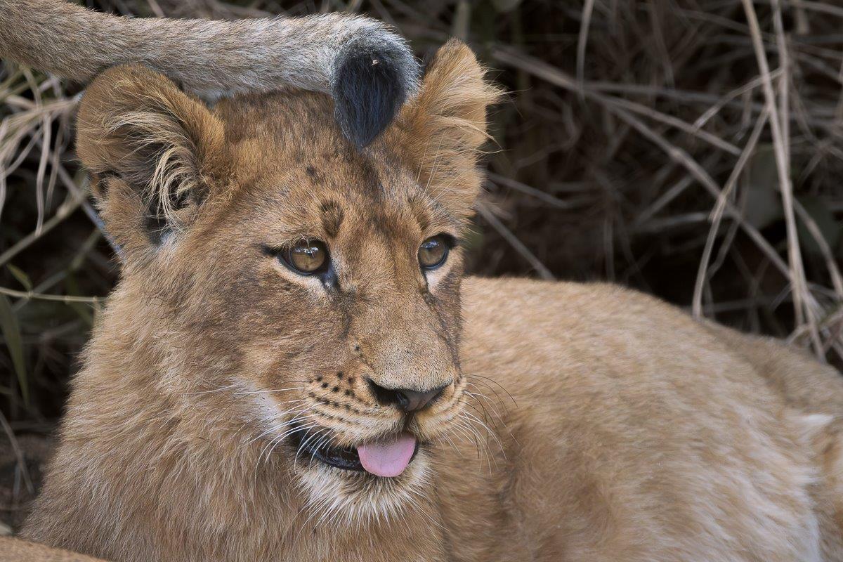 Sitting in the presence of the Southern Pride of lions is always spectacular, something that never gets old.