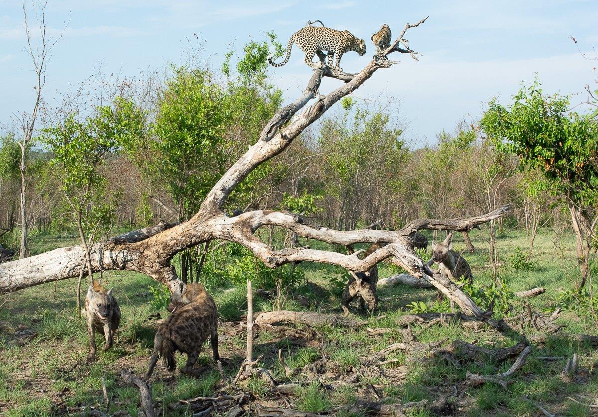 The shaking branches almost caused the cub to fall from the tree. The shaking branches almost caused the cub to fall from the tree.