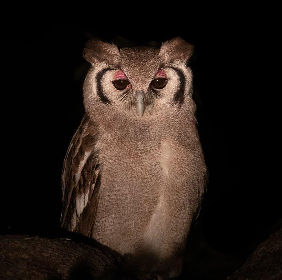 A Verreauxs eagle owl perches at night at Sabi Sabi. A Verreauxs eagle owl perches at night at Sabi Sabi.