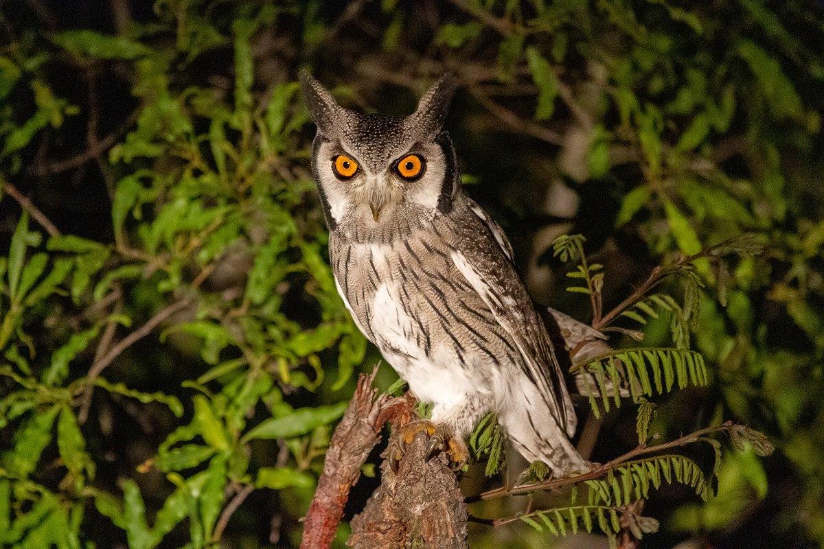 White Faced Owl Dieter Lategan White Faced Owl Dieter Lategan