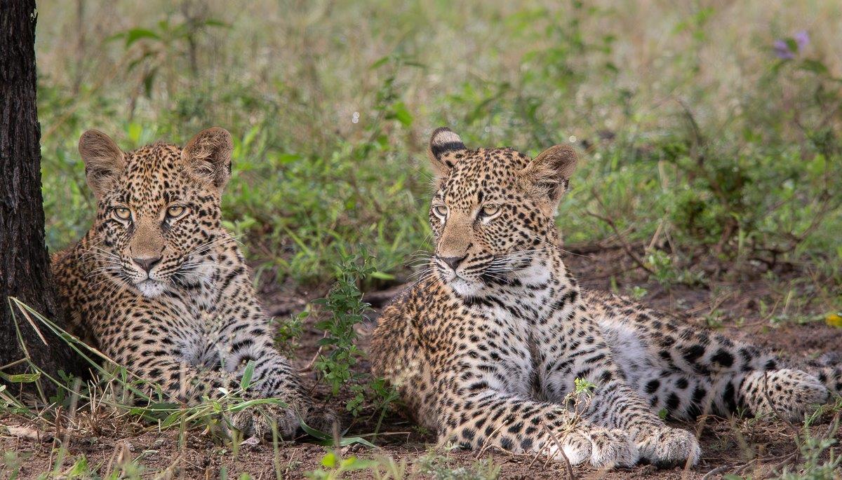 Ntsumi with one of her strong cubs. Ntsumi with one of her strong cubs.