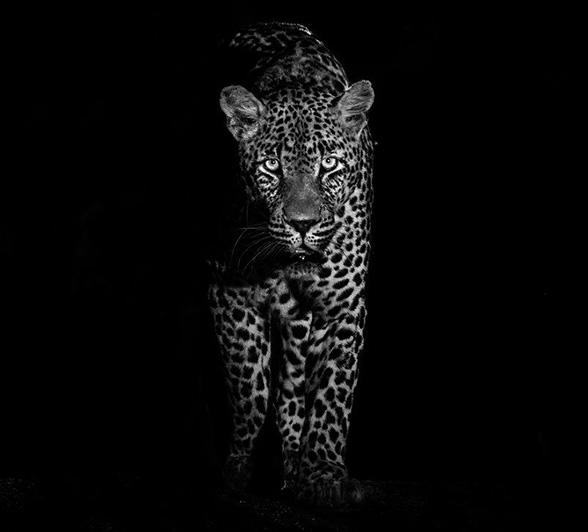N’weti male leopard patrols his territory with silent prowess N’weti male leopard patrols his territory with silent prowess