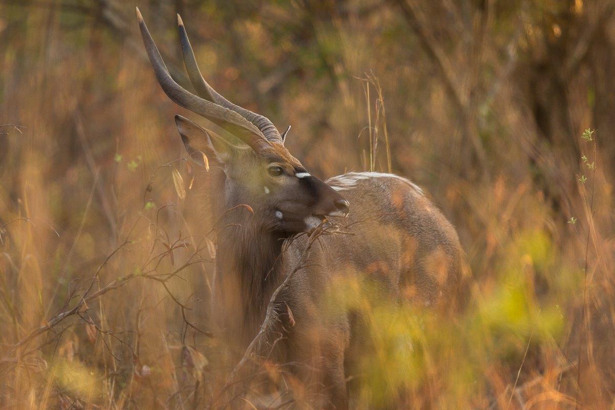 A Nyala buck standing gracefully. A Nyala buck standing gracefully.