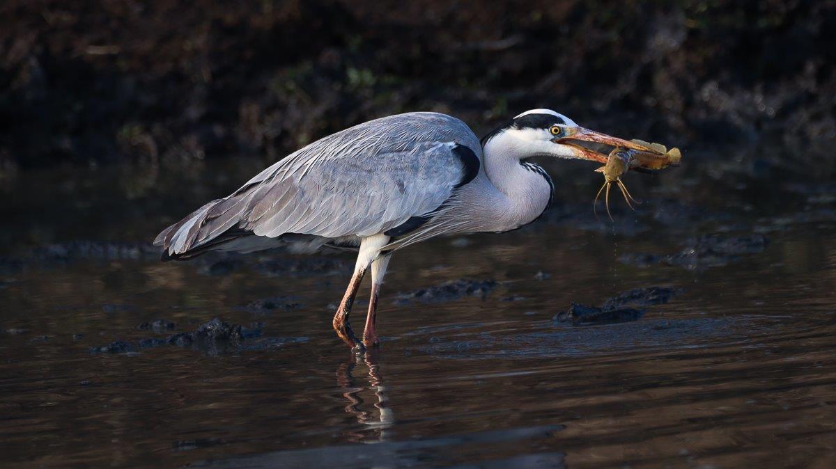Grey Heron catching a catfish in its beak from a shrinking pool of water. Grey Heron catching a catfish in its beak from a shrinking pool of water.