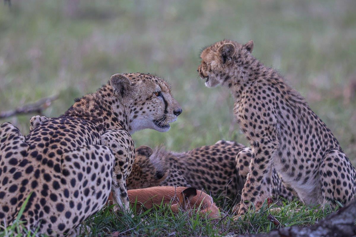 Sabi Sabi Ruan Mey Cheetahs Sabi Sabi Ruan Mey Cheetahs