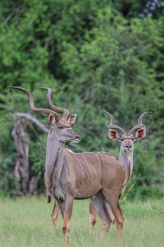 Sabi Sabi Ruan Mey Kudu Sabi Sabi Ruan Mey Kudu