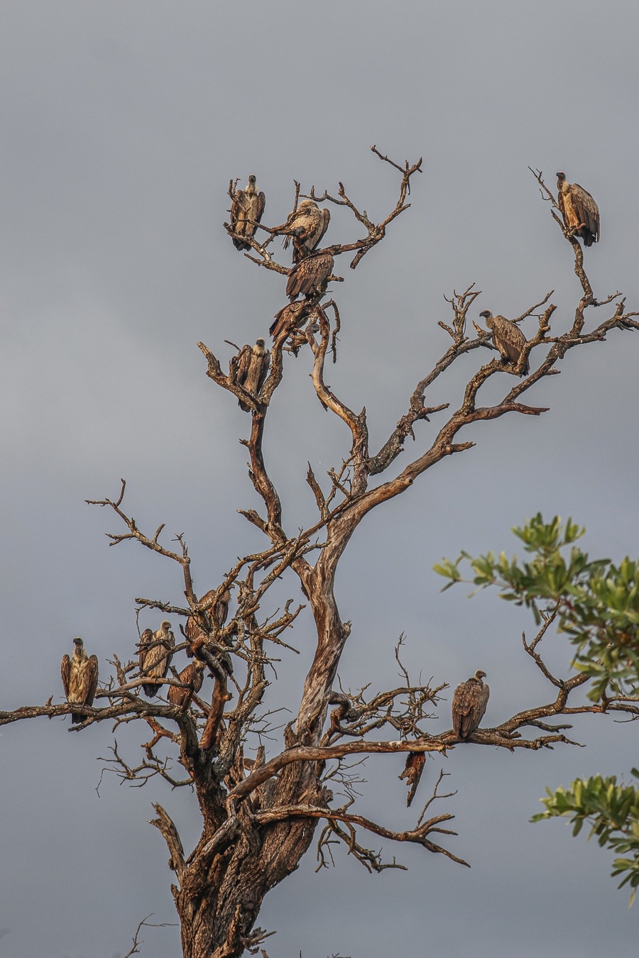 Vultures crowd a tree, using the height as a vantage point. Vultures crowd a tree, using the height as a vantage point.