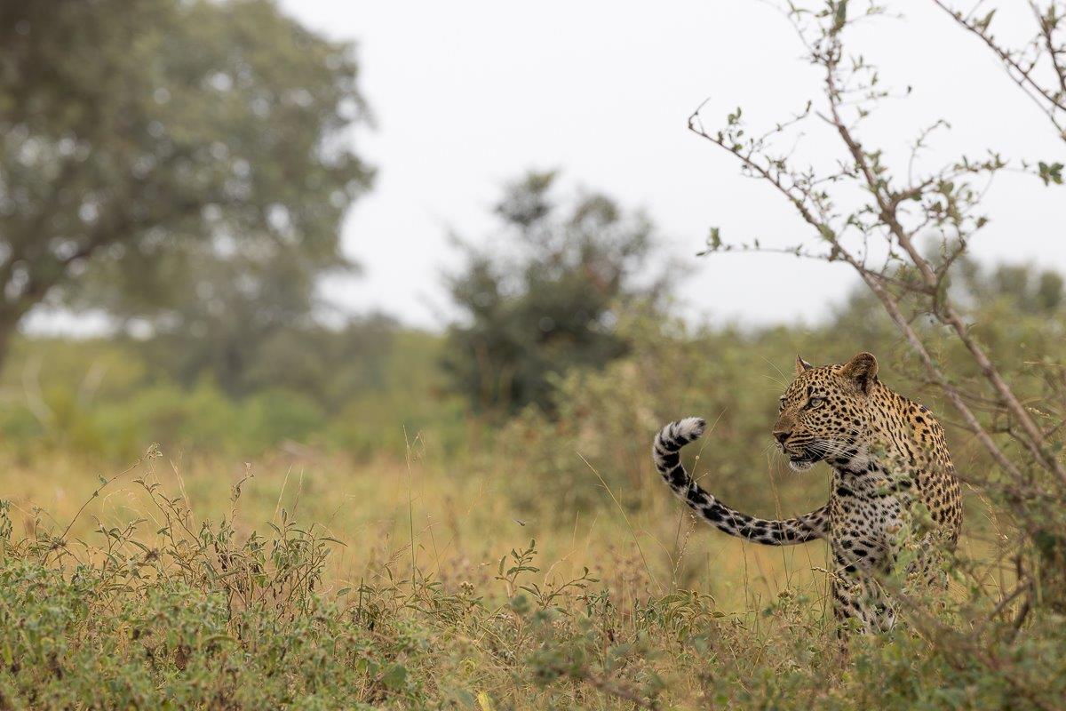 Masungulo stays alert as he walks through the bush. Masungulo stays alert as he walks through the bush.