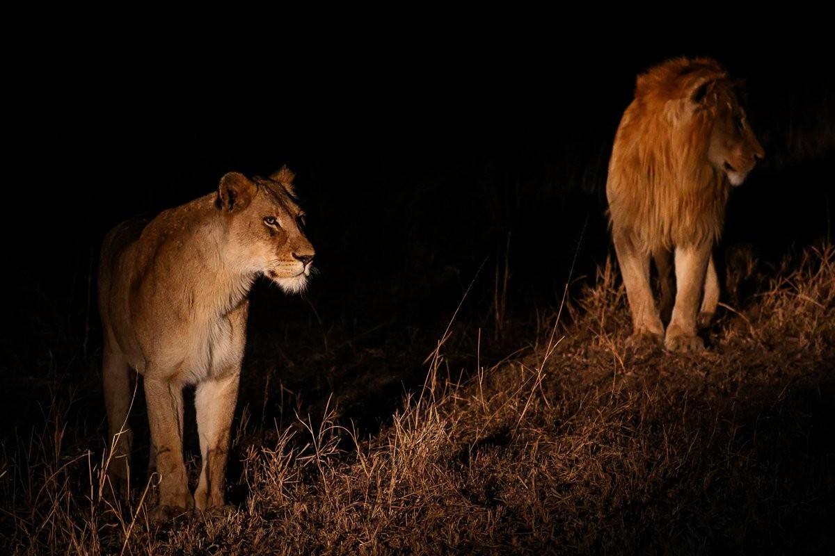 Sabi Sabi Ruan Mey Styx Lions Sabi Sabi Ruan Mey Styx Lions