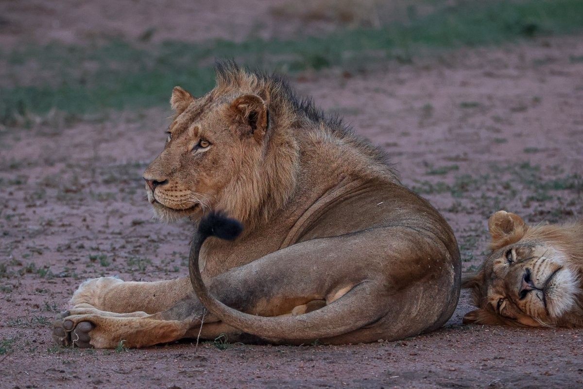 Sabi Sabi Ruan Mey Male Lions Rest Sabi Sabi Ruan Mey Male Lions Rest