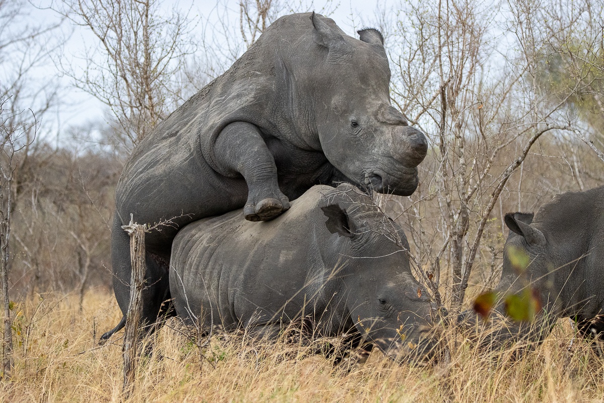 Breeding rhinos seen during game drive from Sabi Sabi.  Breeding rhinos seen during game drive from Sabi Sabi.