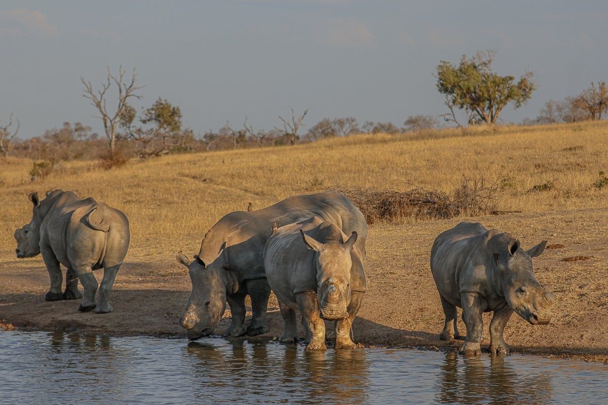 Rhinos quench their thirst at the wateringhole