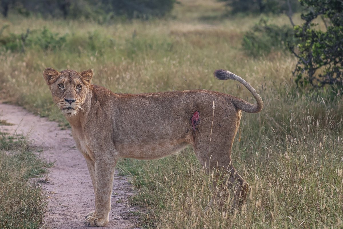 Sabi Sabi Ruan Mey Sp Lionness With Scar