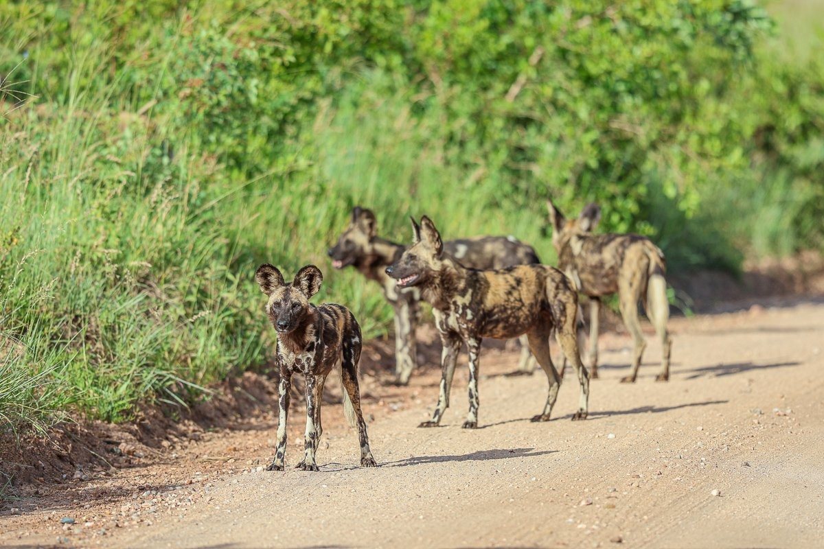 Their hunting success rate, often over 70%, makes them incredibly efficient predators