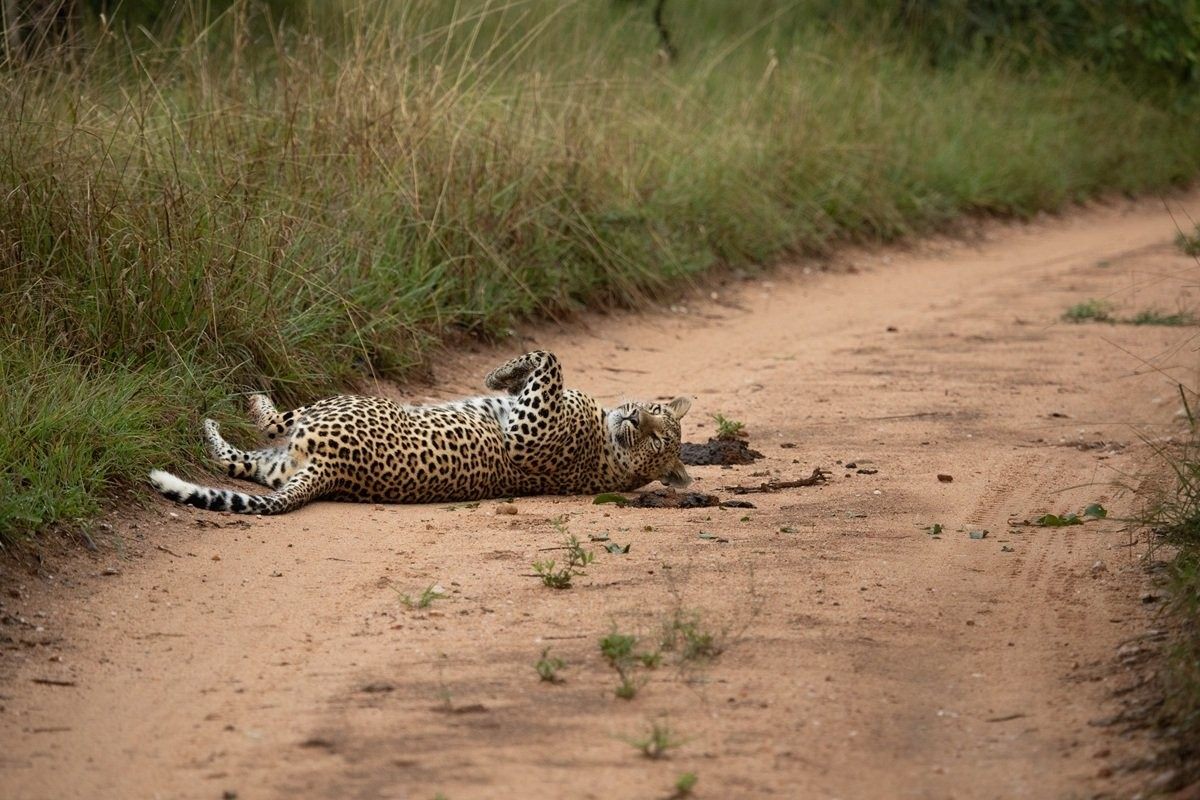 Leopard rolling on its back in the road displaying relaxed behaviour