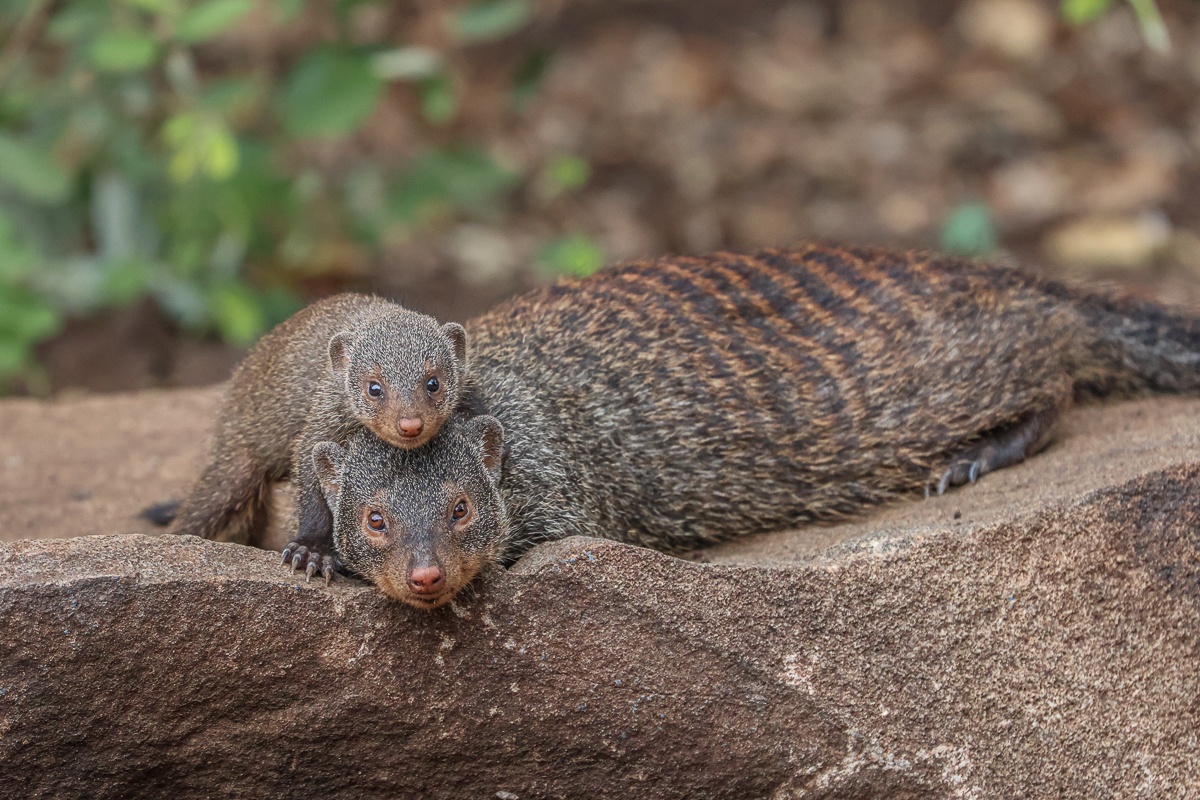 Mongoose family interacting and strengthening social bonds
