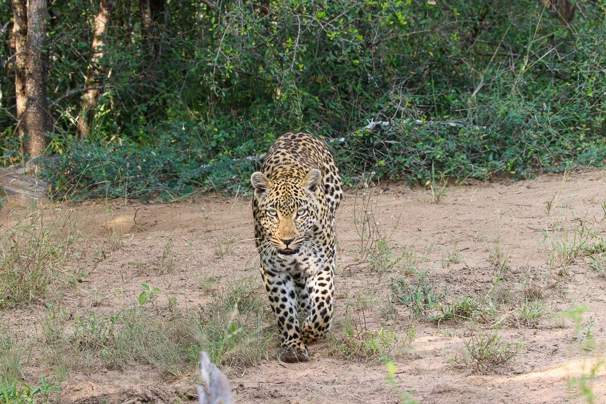 Sabi Sabi Jana Du Plessis Tengile Leopard Hunting Impala